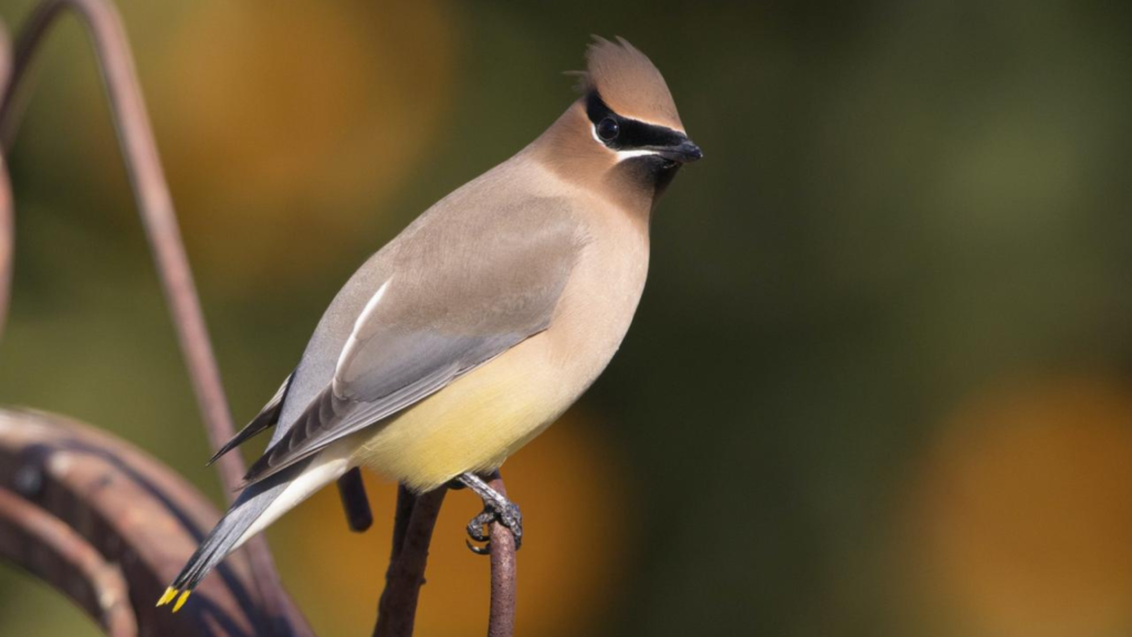 A montage of various bird and animal species native to the Lake Superior region.